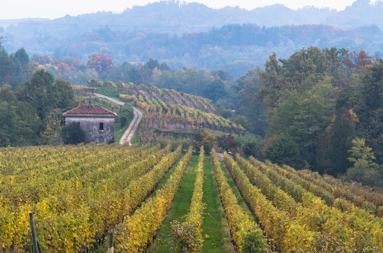 Le Piane vineyards in Northern Italy